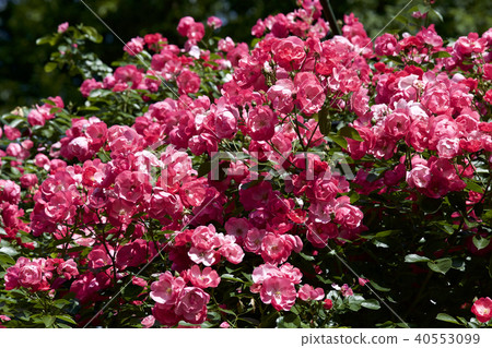 杯盛開的玫瑰園玫瑰 杯盛開的玫瑰園玫瑰 40553099