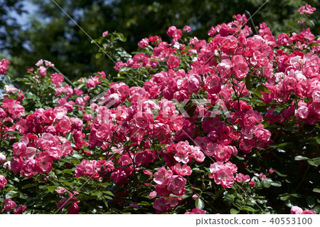 杯盛開的玫瑰園玫瑰 杯盛開的玫瑰園玫瑰 40553100