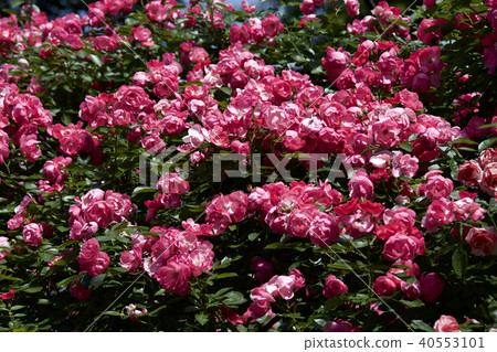 杯盛開的玫瑰園玫瑰 杯盛開的玫瑰園玫瑰 40553101