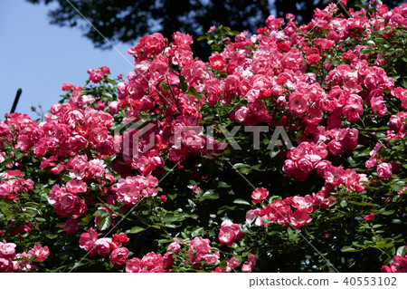 杯盛開的玫瑰園玫瑰 杯盛開的玫瑰園玫瑰 40553102