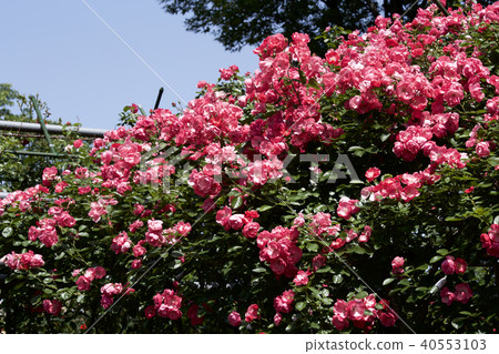 杯盛開的玫瑰園玫瑰 杯盛開的玫瑰園玫瑰 40553103