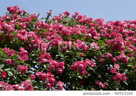 杯盛開的玫瑰園玫瑰 杯盛開的玫瑰園玫瑰 40553104