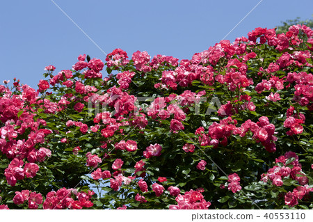 杯盛開的玫瑰園玫瑰 杯盛開的玫瑰園玫瑰 40553110