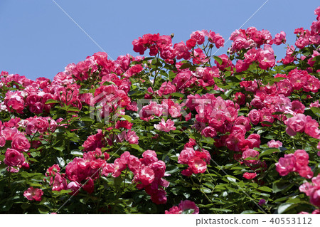 杯盛開的玫瑰園玫瑰 杯盛開的玫瑰園玫瑰 40553112