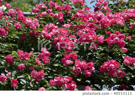Cup Blooming Rose Garden Rose 40553113