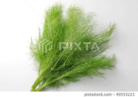 Florence Fennel 40553221