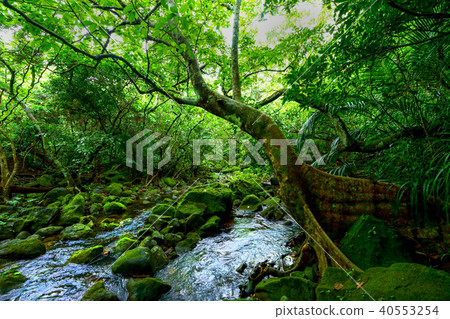 Jungle of Iriomote Island 40553254