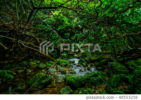 Jungle of Iriomote Island 40553256
