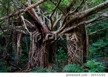 Utara coal mine trace Utara coal mine trace 40553293