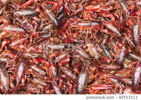 Bunch of living procambarus clarkii crayfishes 40553511