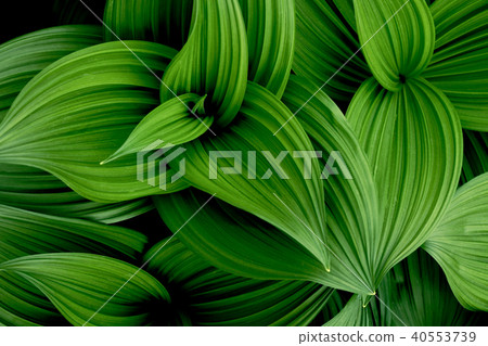 Breathtaking 40553739