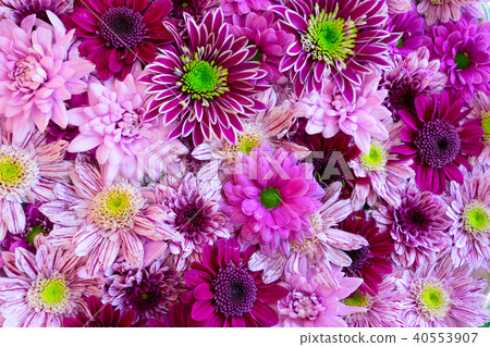natural flowers background 40553907