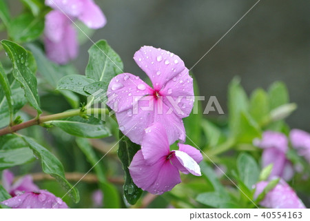 長春花 40554163