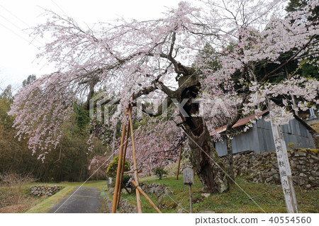 Great insect twig cherry 40554560