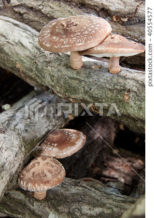Shiitake raw wood Shiitake raw wood 40554577