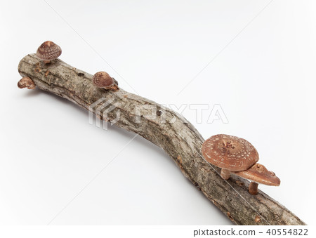 Shiitake raw wood 40554822
