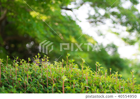 發芽 40554950