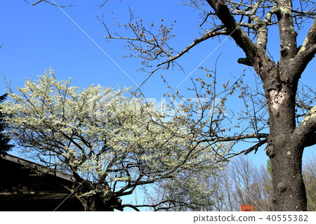 Landscape of white flowers blooming on the outskirts of spring in Sapporo Landscape of white flowers blooming on the outskirts of spring in Sapporo 40555382