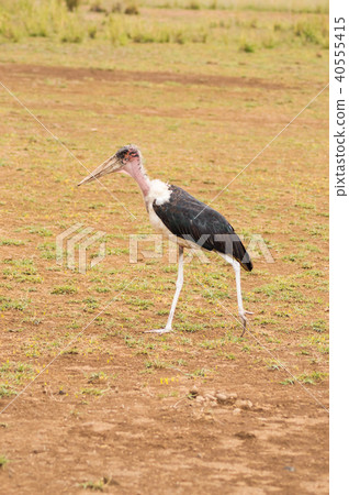 Isolated Marabou walking in the savannah plain Isolated Marabou walking in the savannah plain 40555415