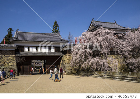 Shinshu Ueda City, Nagano Prefecture Sakura and Higashi-Toraguchi Gate of the Ueda Castle Ruins and Hokuto 40555478