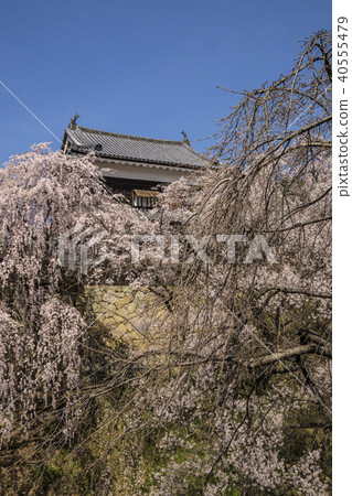 信州长野县上田市樱花和北斗上田城遗址 图库照片