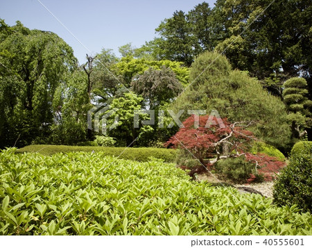 Hoshinoyama Masujuji Chuoin 40555601