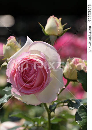 Rose (Pierre de Ronsart) Rose (Pierre de Ronsart) 40555966