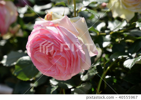 Rose (Pierre de Ronsart) Rose (Pierre de Ronsart) 40555967