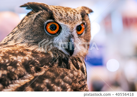 Grand duke owl with orange eyes 40556418