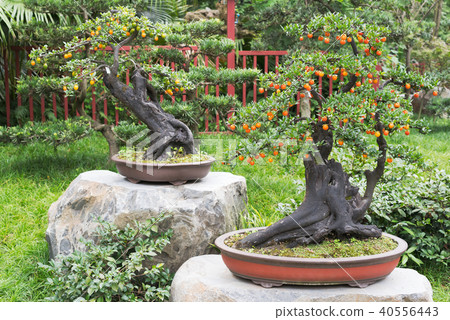 Two bonsais with orange fruits in a park 40556443