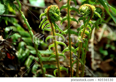 Landscape of promenade of spring natural forest Landscape of promenade of spring natural forest 40556530
