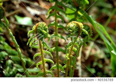 Wildflowers in the spring forest trail Wildflowers in the spring forest trail 40556789