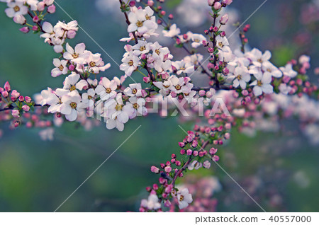 繡線 40557000