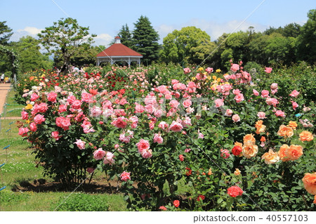 Shikishima Park玫瑰園(群馬縣前橋市) Shikishima Park玫瑰園(群馬縣前橋市) 40557103
