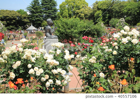 Shikishima Park玫瑰園(群馬縣前橋市) Shikishima Park玫瑰園(群馬縣前橋市) 40557106