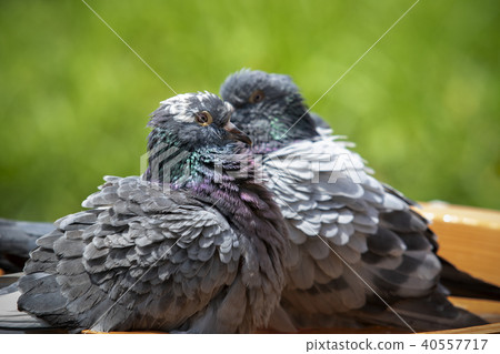 homing pigeon bird bathing in green park 40557717