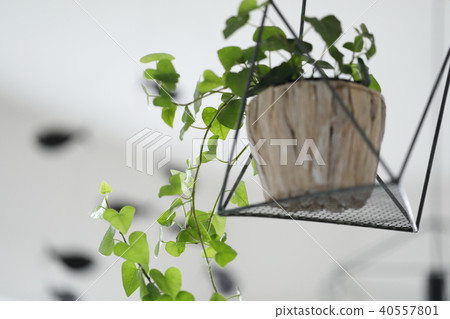 Hanking Planter Ivy 40557801