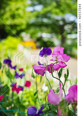 Sweet Pea Flower Walking Path 40557844