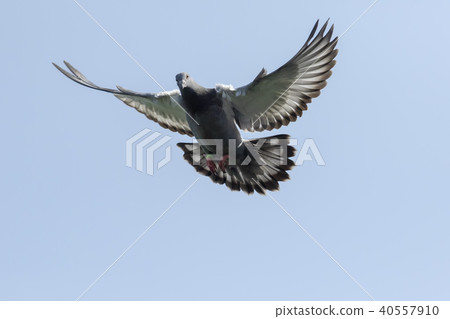 flying homing pigeon against clear blue sky 40557910