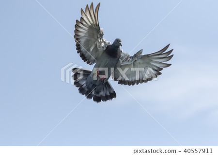 close up upper wing of speed racing pigeon 40557911