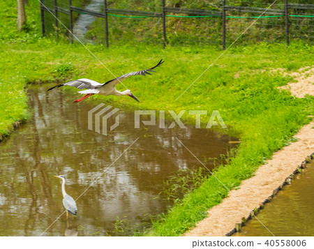 Stork flying in the big sky Stork's town park 40558006