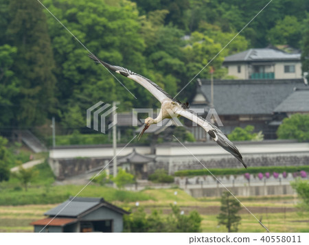 鸛飛行在大天空鸛的鎮公園 40558011