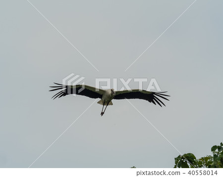 Stork flying in the big sky Stork's town park 40558014