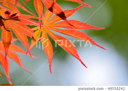 Young leaf of the beniika 40558242