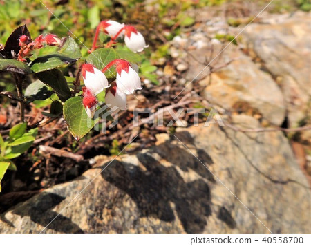 The alpine plant 1 of Hakuba Goryu The alpine plant 1 of Hakuba Goryu 40558700