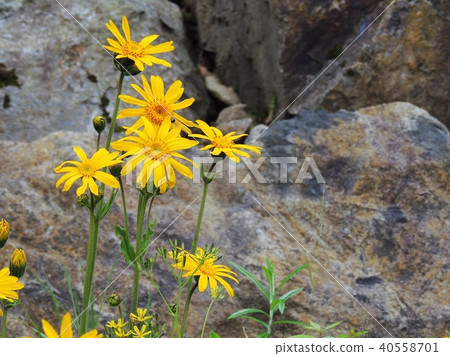 Alpine plant 2 of Hakuba Goryu Alpine plant 2 of Hakuba Goryu 40558701