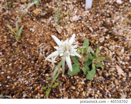 Alpine plant 3 of Hakuba Goryu 40558702
