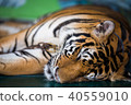 Tiger sleep 40559010
