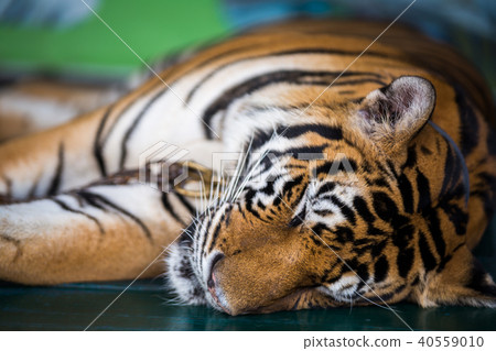 Tiger sleep 40559010