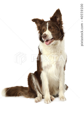 Collie border dog sitting  40559100